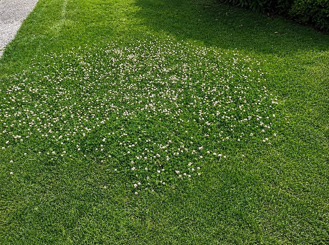 Clover infestation in Minnesota lawn — broadleaf weed control