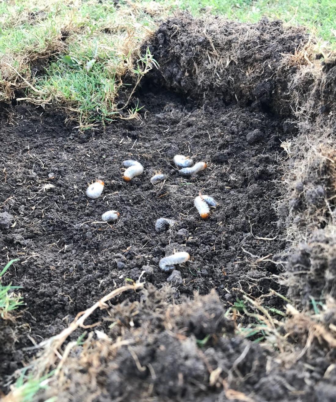 White grubs found under turf in Minnesota